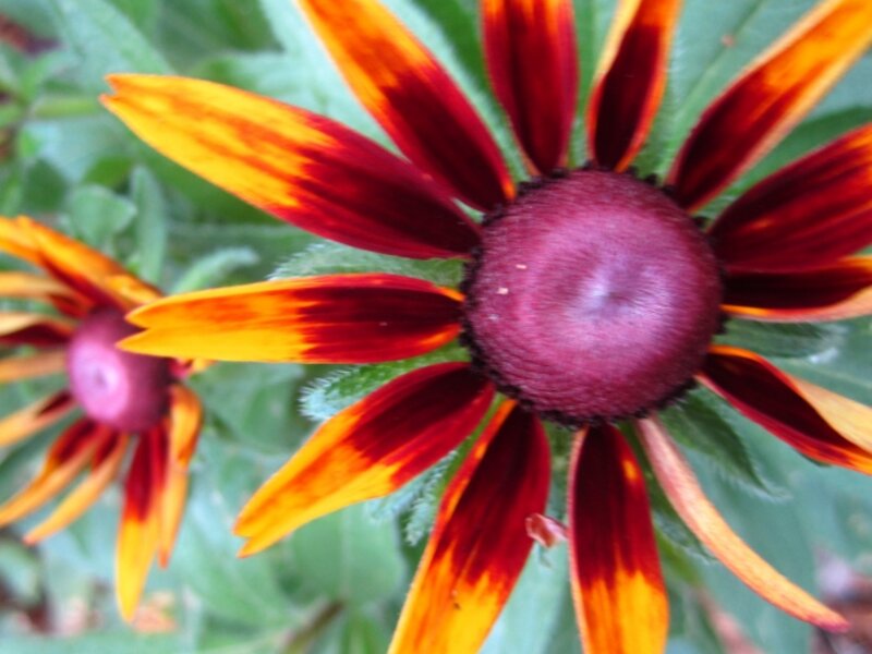 Black Eyed Susan