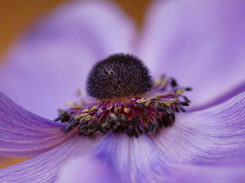 Dancing Anemone