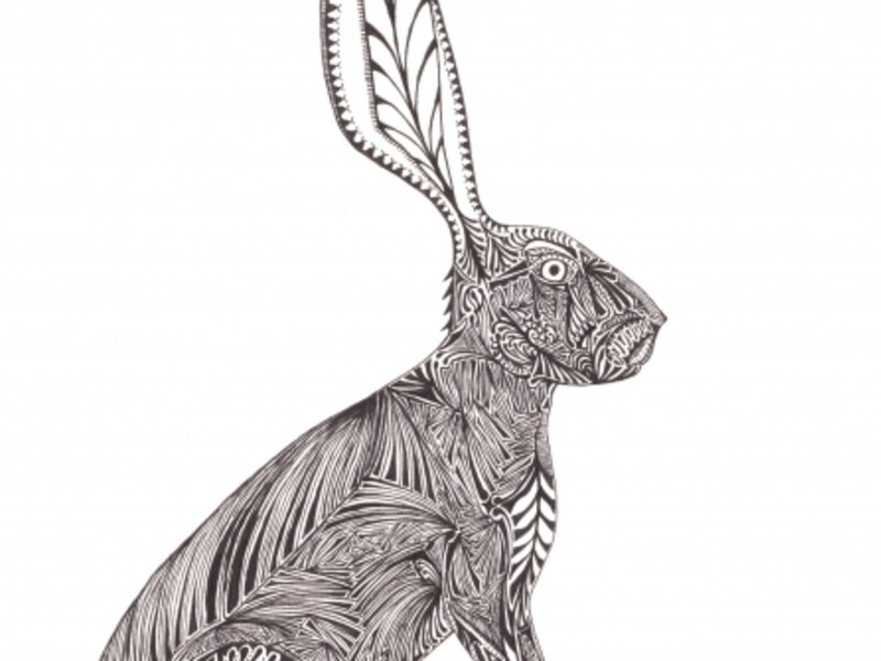 Jack the Rabbit