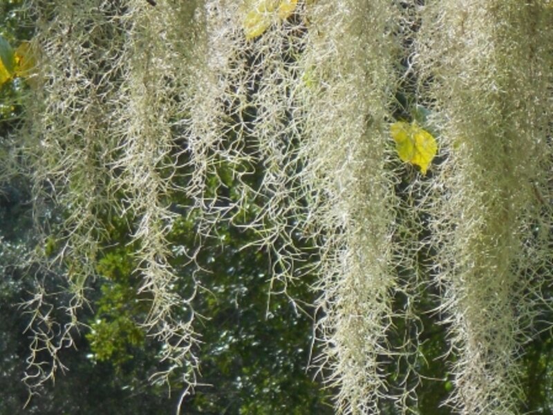 Moss In The Morning