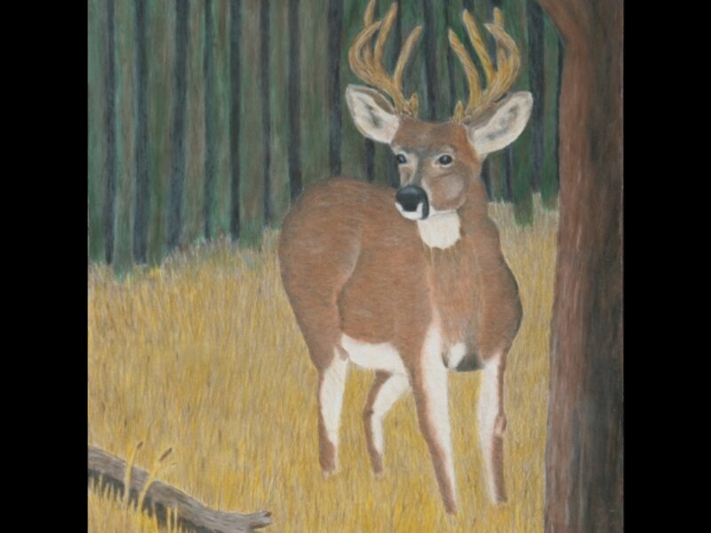 Deer in the Woods