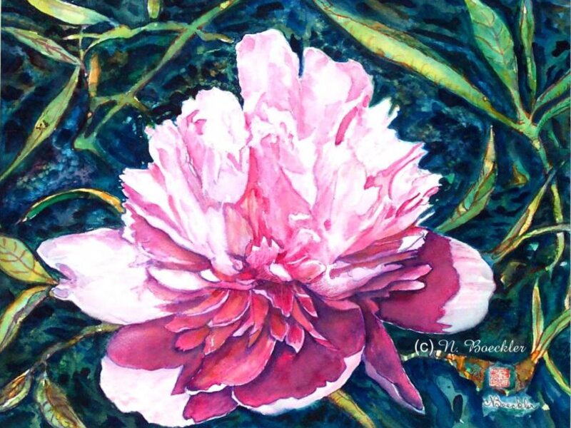 Pink Peony