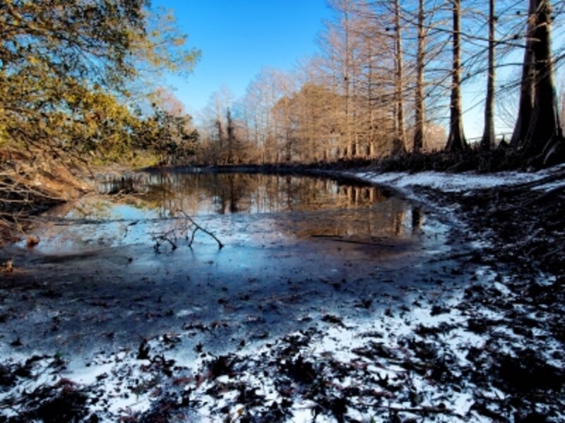 Denman Estate Pond