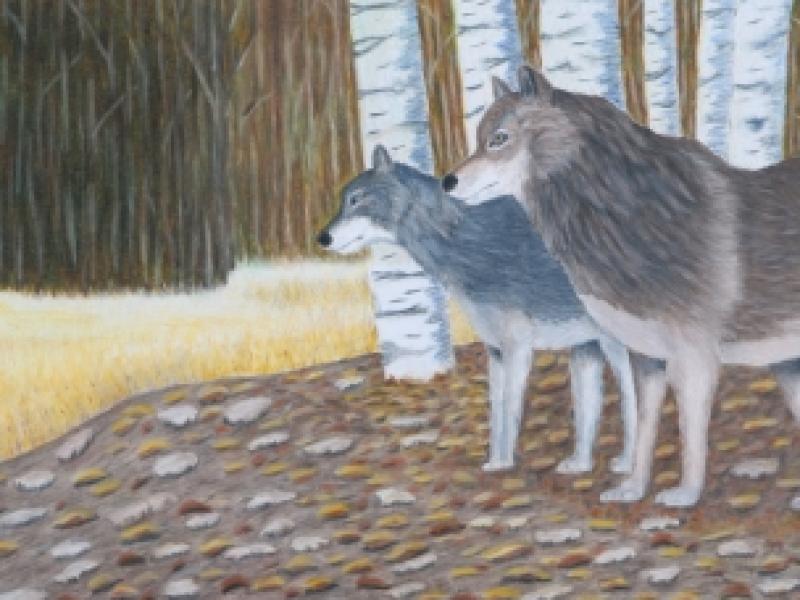 "Dinner" - Wolves and Elks