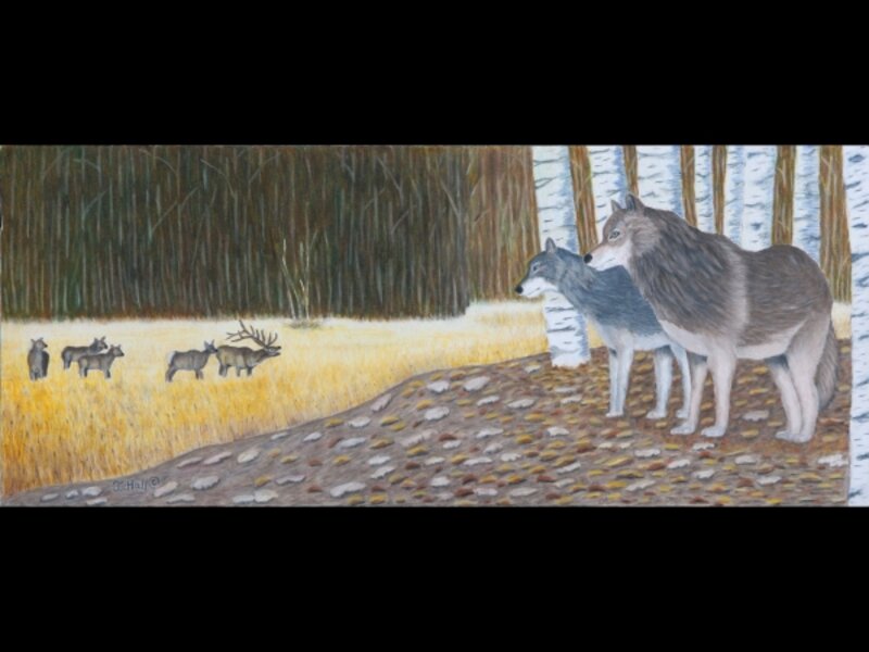 "Dinner" - Wolves and Elks