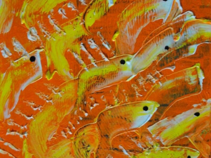 Don't be Koi