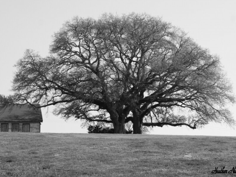 Double Tree Hill