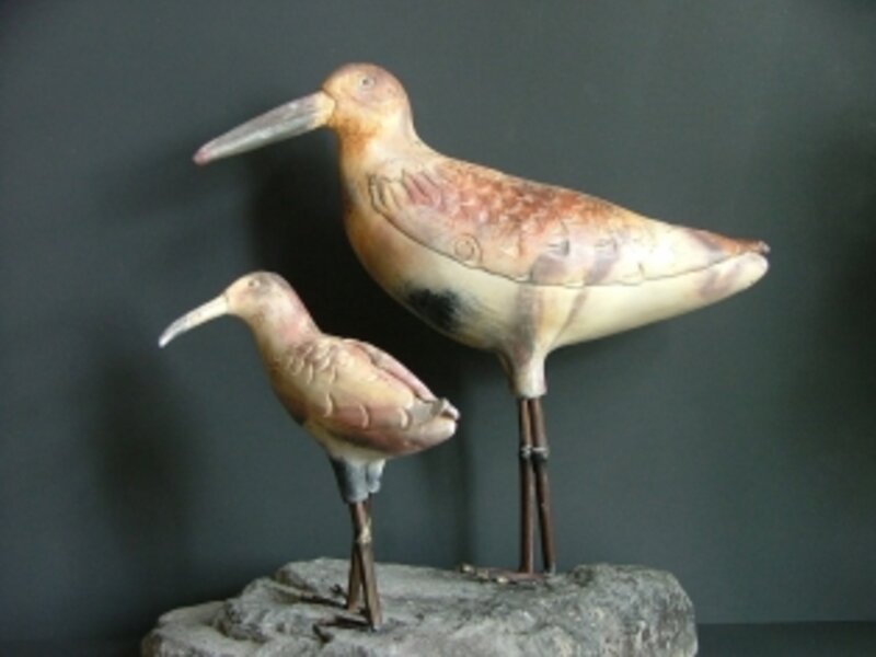 Long Billed Dowitcher mom and chick