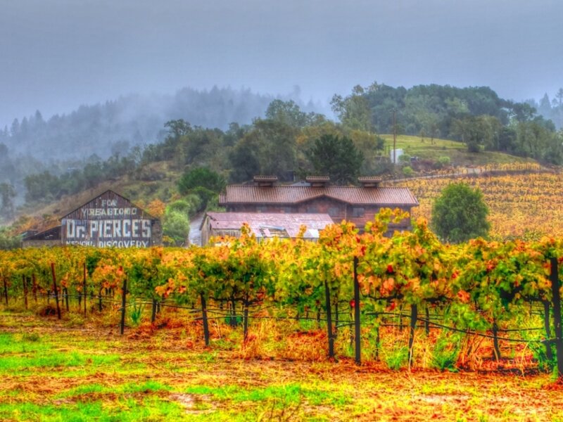 Dr. Pierce's Golden Medical Discovery