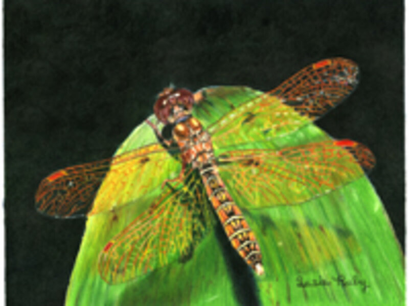 On Wings of Amber