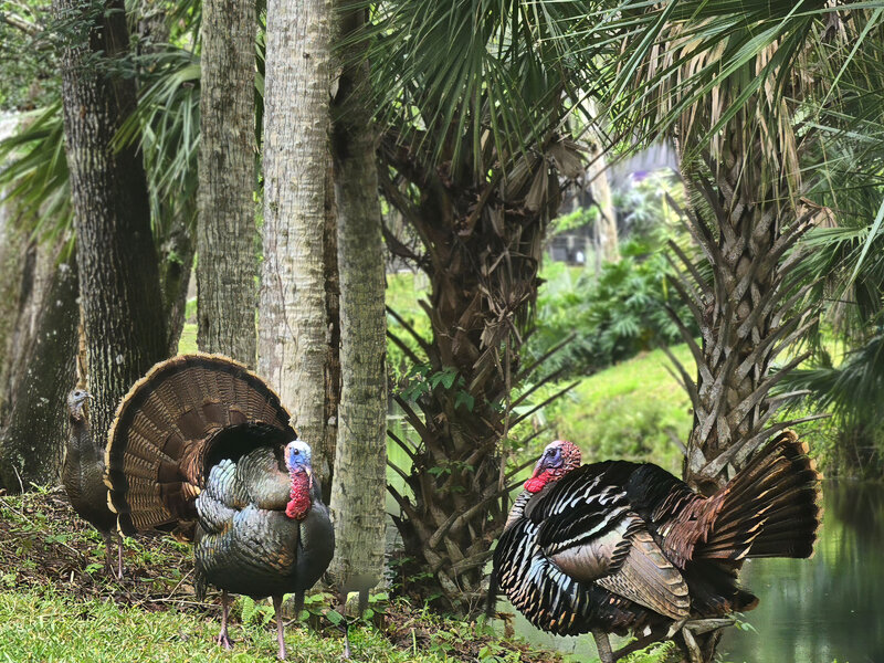 Two Tom turkeys vying for a female's attention