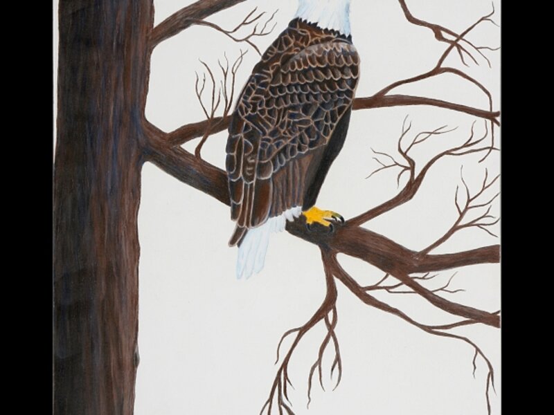 "Ready to Hunt" Bald Eagle