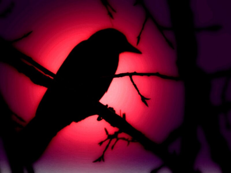 "Edgar Allen Crow"