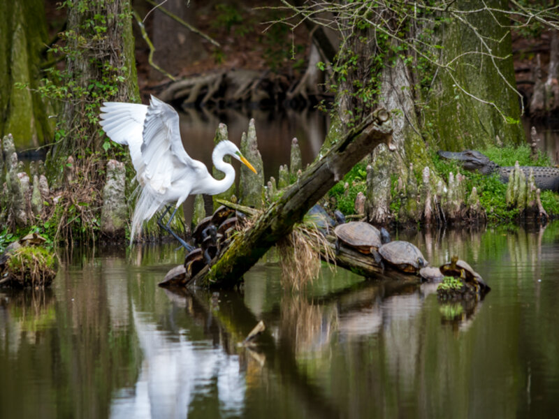 Creatures of the Swamp