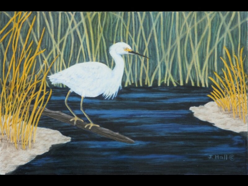 Down in the Bayou - Snowy Egret