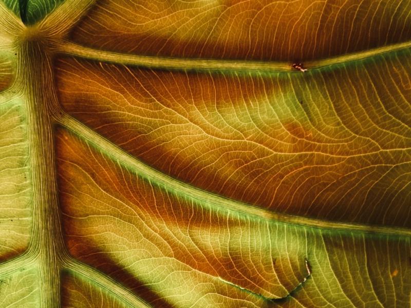 Photo of elephant ear plant, October, 2024.