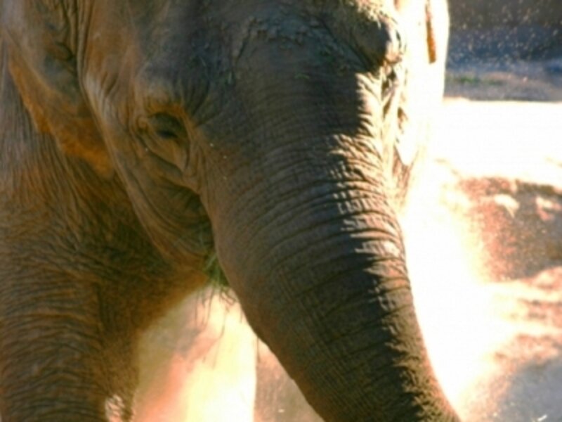 Elephant Blowing Smoke
