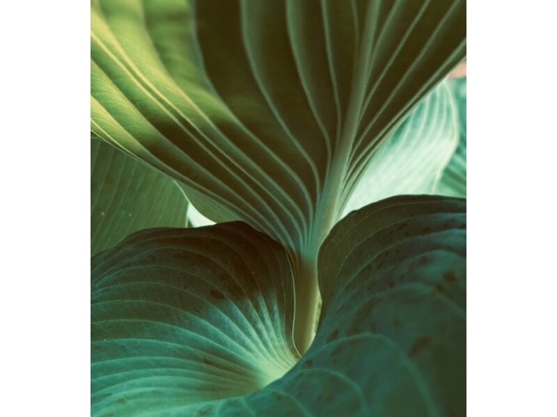 Photograph of Hosta plant, May 25, 2025. 