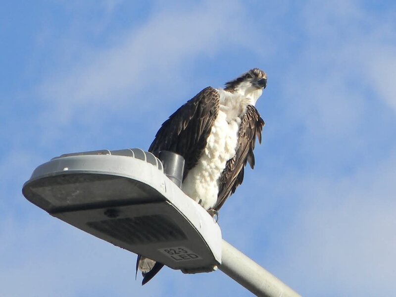 Osprey