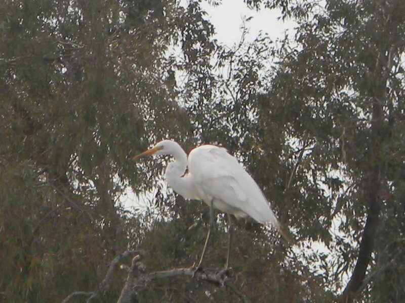 Great Egret