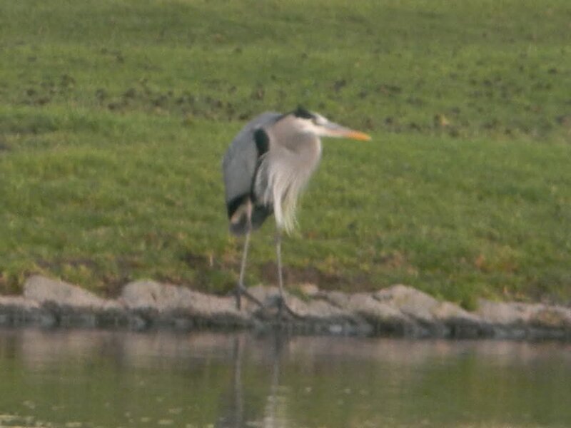 Great Blue Heron