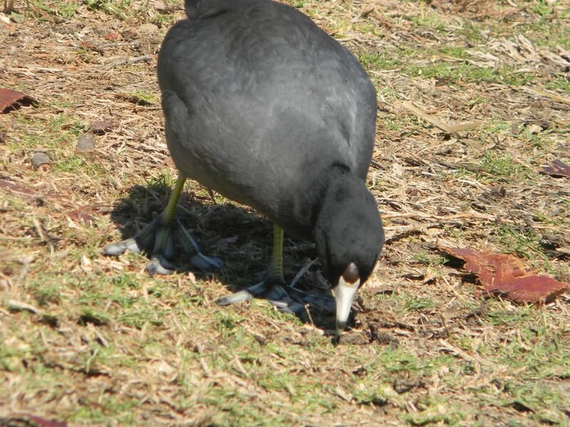 American Coot