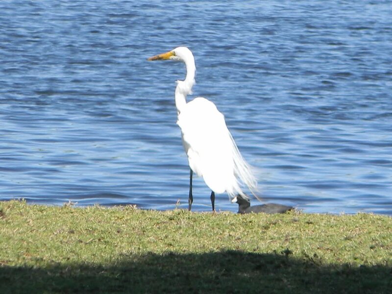 Great Egret