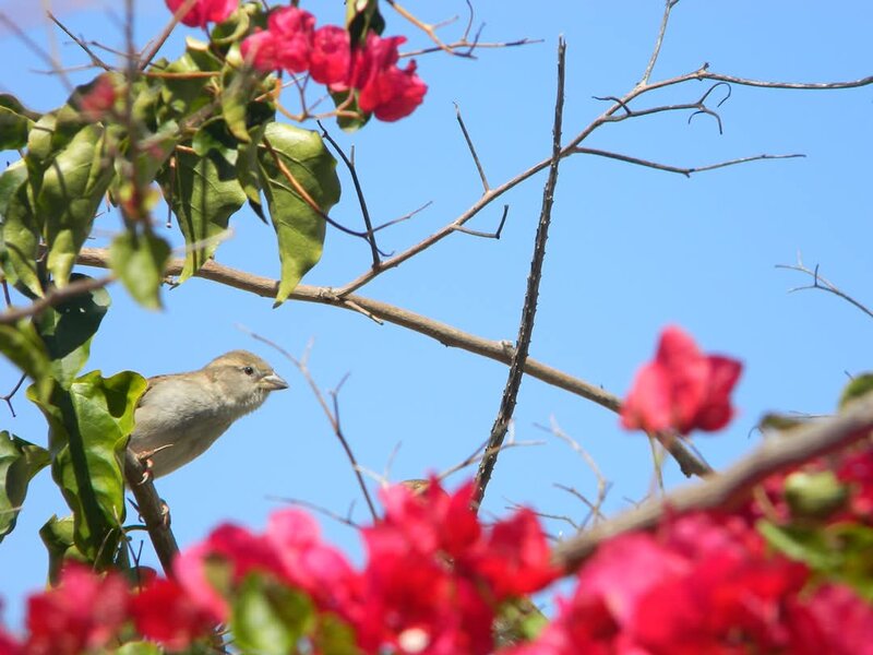 Bird