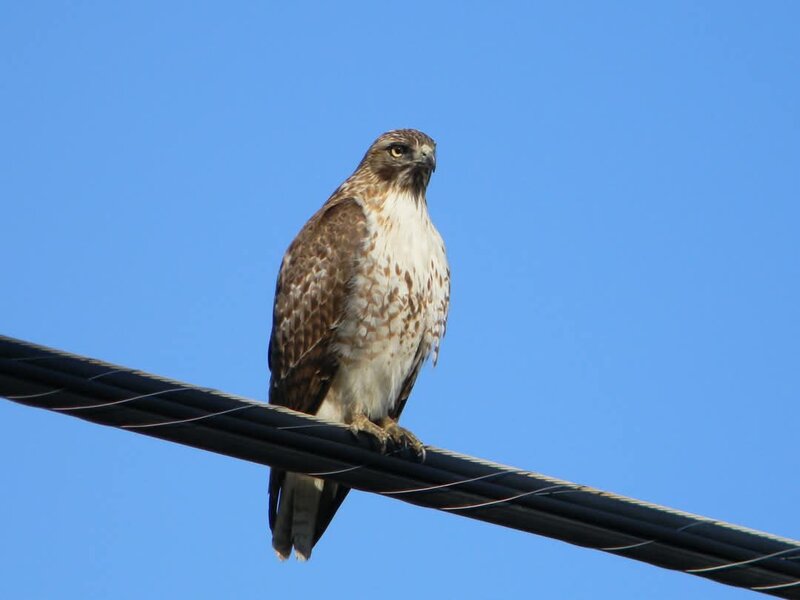 Red-tailed hawk