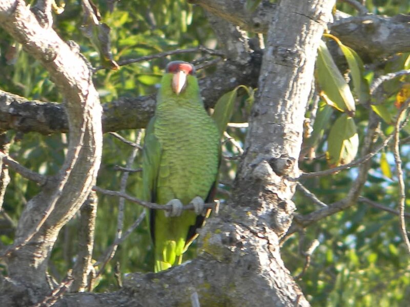 Parrot