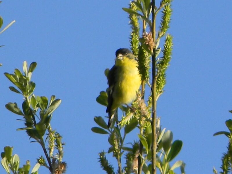 Lesser Goldfinch