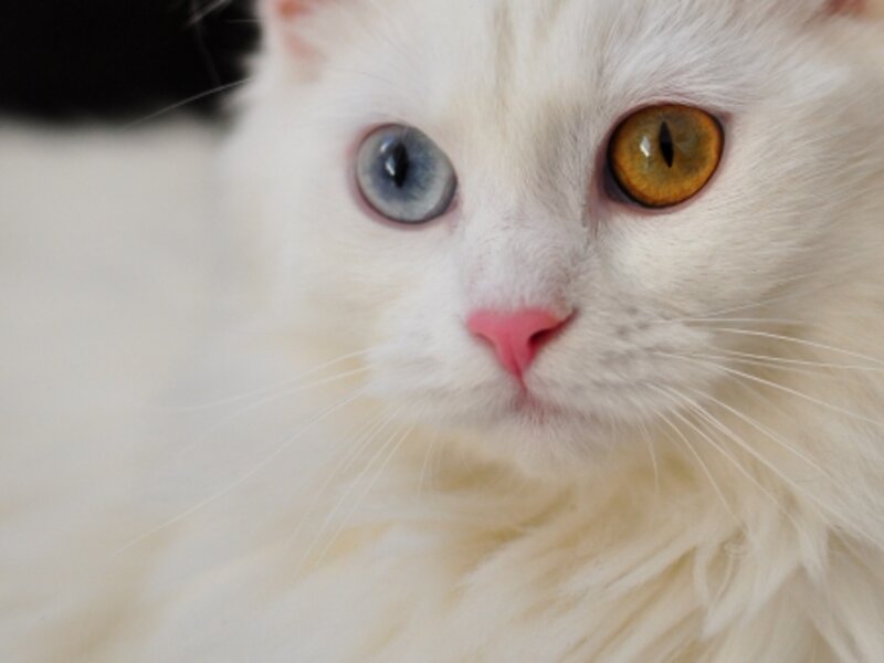 Snowball
