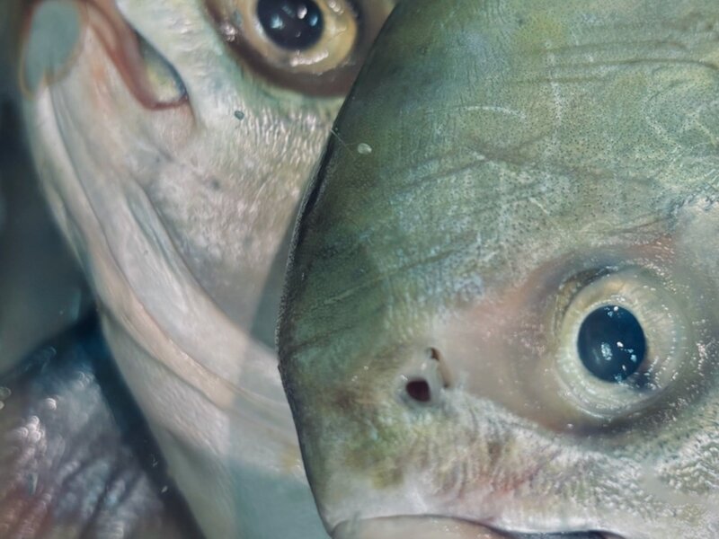 Photo of dead fish in grocery store, November, 2024.