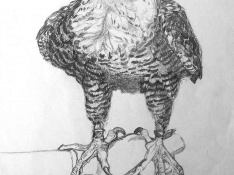 Falcon