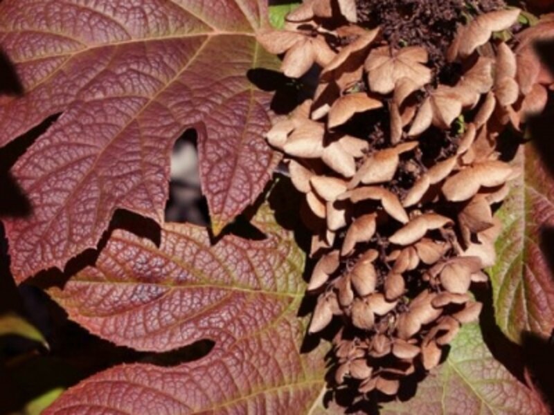 Colors of Fall 2