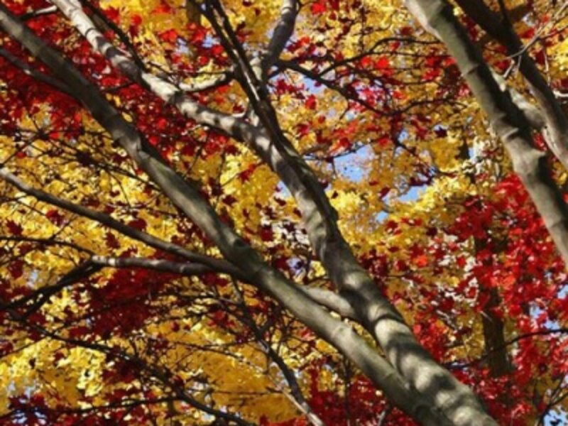 Colors of Fall