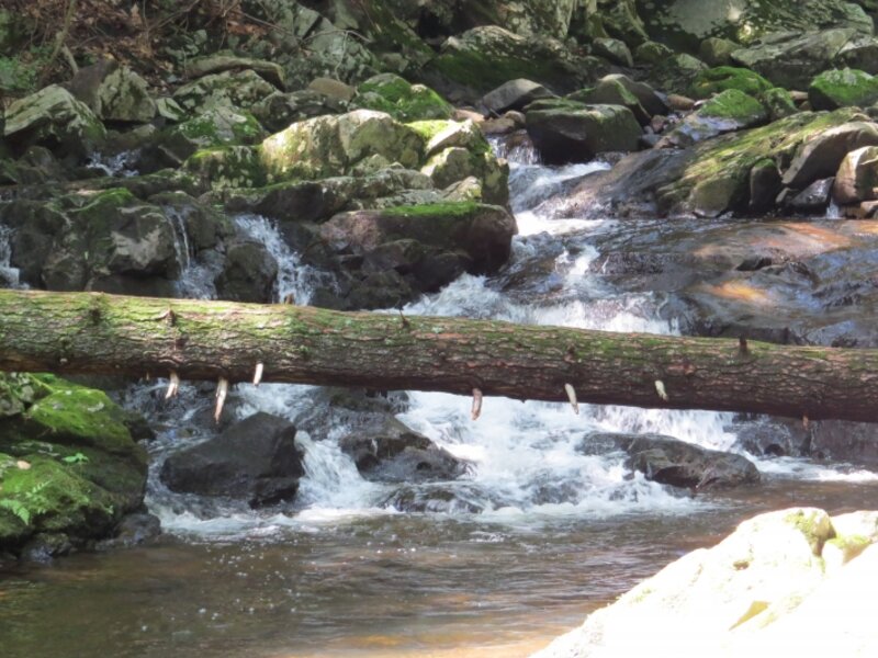 Fallen tree over rapids