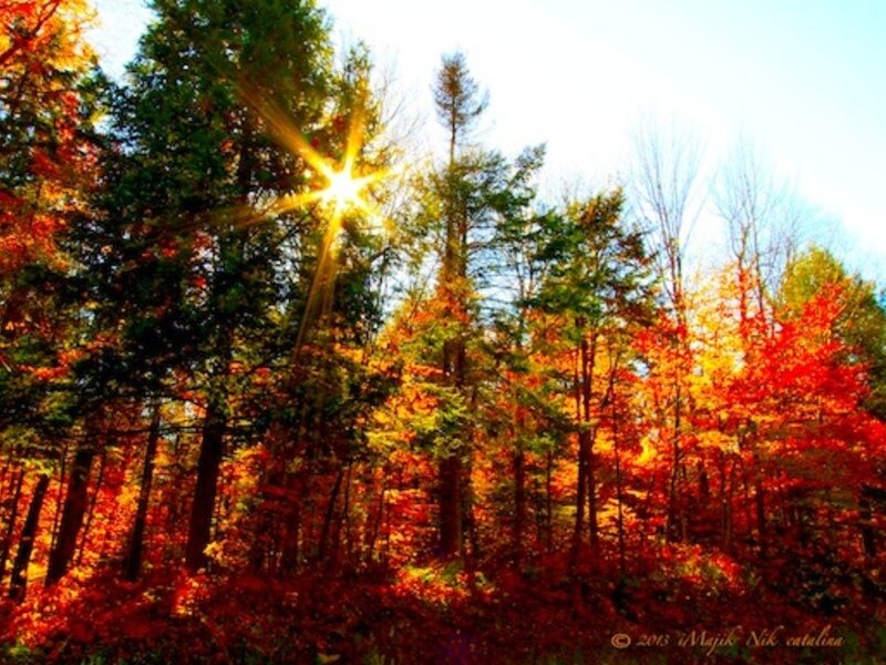 Autumn Blaze