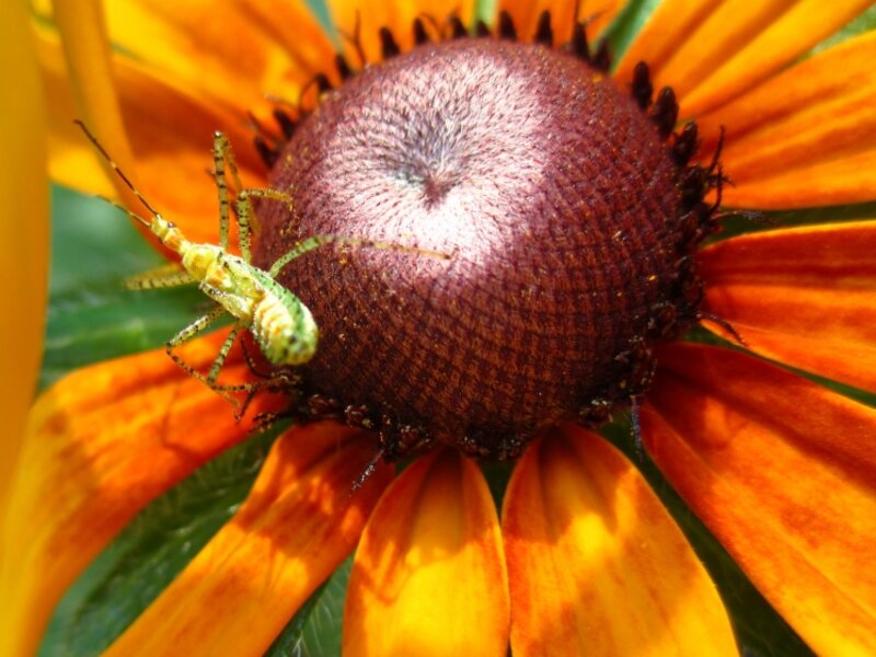 Blackeyed Susan With Colorful Insect