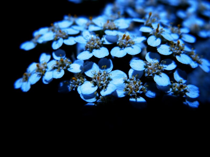 Flowers in the Darkness
