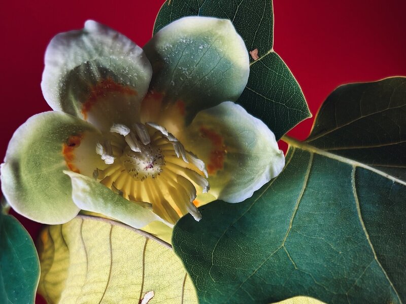 Photograph of leaf and flower.