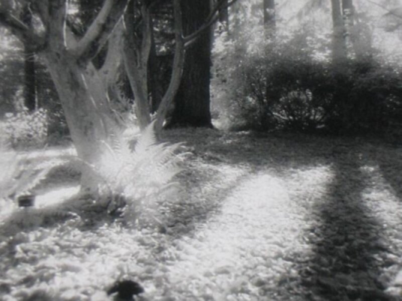 Forest Floor