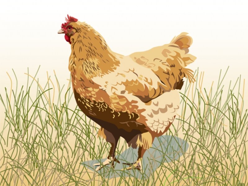Free Range Chicken