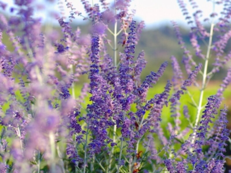 The Lavendar of Southern France