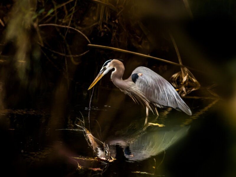 Heron through the trees