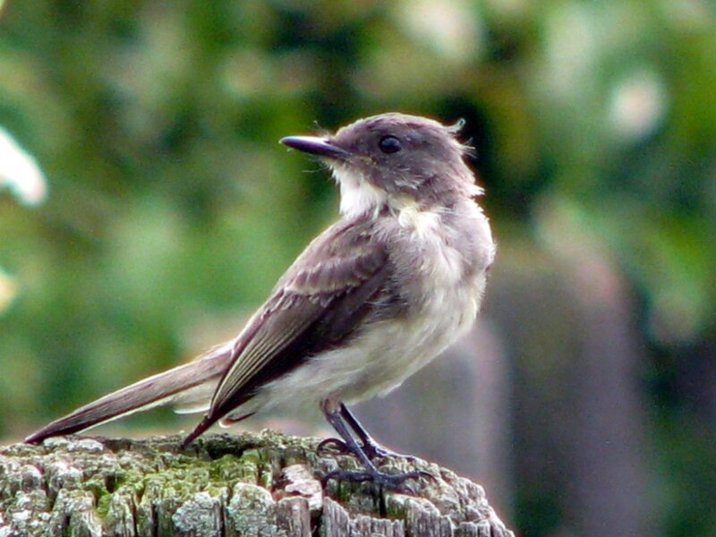 Young Kingbird