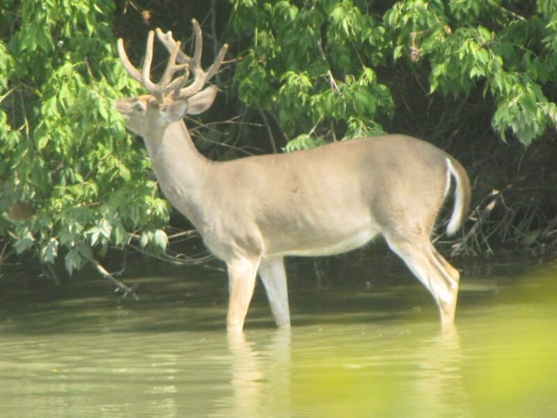 6 Point Buck Nibbling Trees