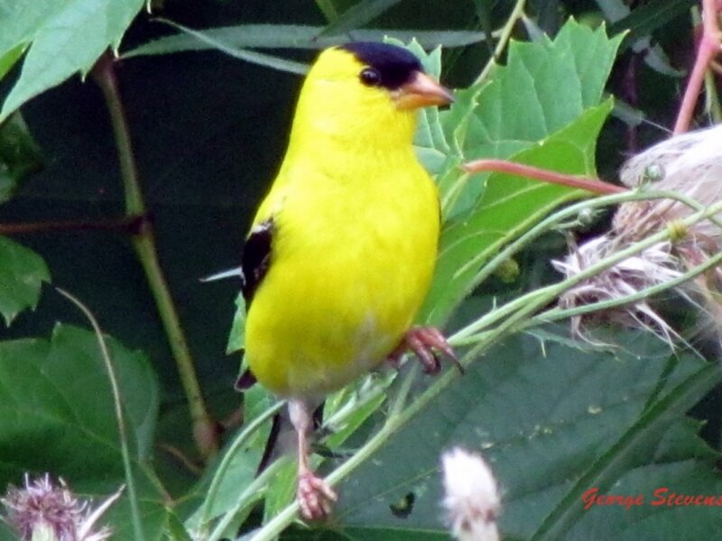 Golden Finch