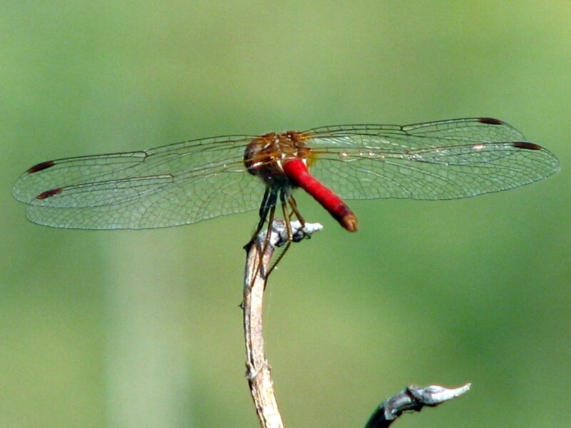 Dragonfly