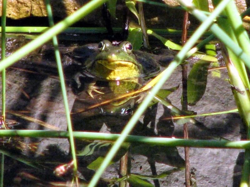 Barthelomew Bullfrog